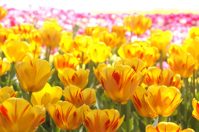 无人,横图,俯视,室外,白天,爱情,旅游,度假,花海,花圃,美景,植物,郁金香,叶子,许多,盛开,景观,绿叶,祝福,花蕾,娱乐,花,花瓣,花朵,花卉,鲜花,黄色,蓝色,绿色,蓝天,天空,自然,花丛,花田,天,花苞,花蕊,享受,休闲,嫩叶,景色,放松,生长,晴朗,成长,表白,自然风光,荣誉,万里无云,永恒,叶,叶片,晴空,晴空万里,郁香,洋荷花,草麝香,彩图,高角度拍摄