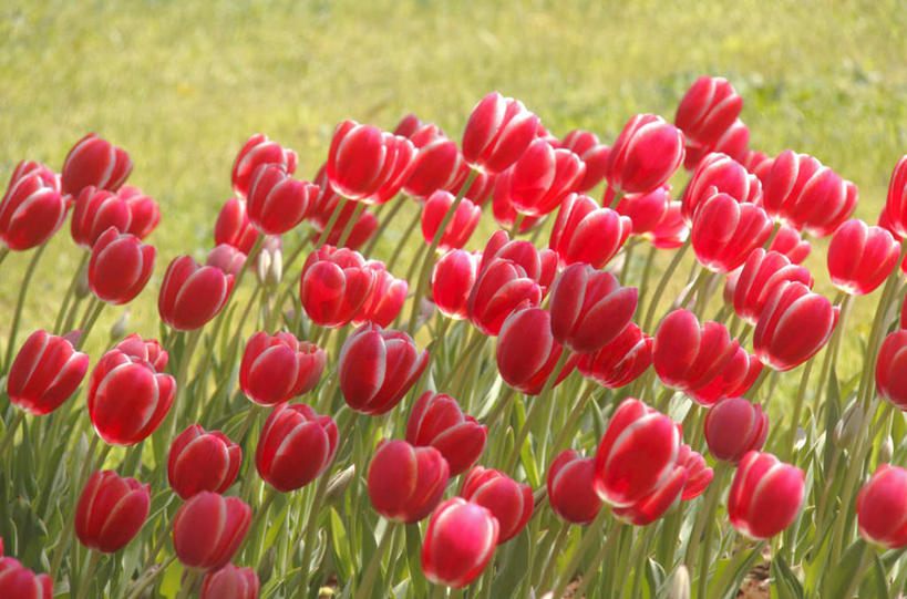 无人,横图,俯视,室外,白天,爱情,旅游,度假,花海,花圃,美景,植物,郁金香,叶子,许多,盛开,景观,绿叶,祝福,花蕾,娱乐,花,花瓣,花朵,花卉,鲜花,红色,蓝色,绿色,蓝天,天空,自然,花丛,花田,天,花苞,花蕊,享受,休闲,嫩叶,景色,放松,生长,晴朗,成长,表白,自然风光,荣誉,万里无云,永恒,叶,叶片,晴空,晴空万里,郁香,洋荷花,草麝香,彩图,高角度拍摄