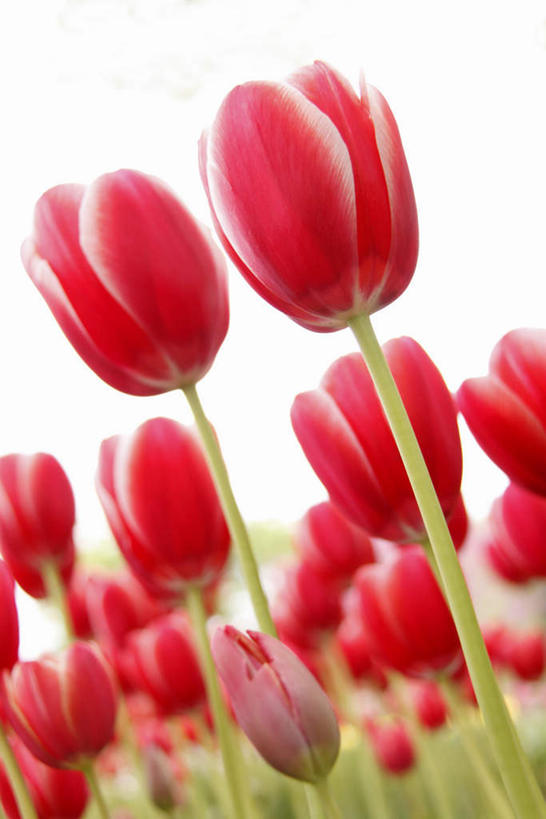 无人,竖图,室外,白天,正面,爱情,旅游,度假,花海,花圃,美景,植物,郁金香,叶子,许多,盛开,景观,绿叶,祝福,花蕾,娱乐,花,花瓣,花朵,花卉,鲜花,红色,蓝色,绿色,蓝天,天空,自然,花丛,花田,天,花苞,花蕊,享受,休闲,嫩叶,景色,放松,生长,晴朗,成长,表白,自然风光,荣誉,万里无云,永恒,叶,叶片,晴空,晴空万里,郁香,洋荷花,草麝香,彩图