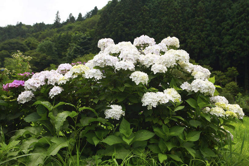 无人,横图,室外,白天,正面,旅游,度假,骄傲,花海,花圃,美景,森林,树林,植物,八仙花,叶子,日本,亚洲,许多,盛开,景观,云,云朵,绿叶,花蕾,云彩,娱乐,花,花瓣,花朵,花卉,鲜花,树,树木,绿色,白色,白云,天空,自然,花丛,花田,天,花苞,花蕊,绣球花,享受,休闲,嫩叶,景色,放松,生长,成长,紫阳花,洋绣球,自然风光,东亚,本州,关东地方,本州岛,日本国,草绣球,斗球,七变化,粉团花,崎玉,崎玉县,善变,叶,叶片,彩图