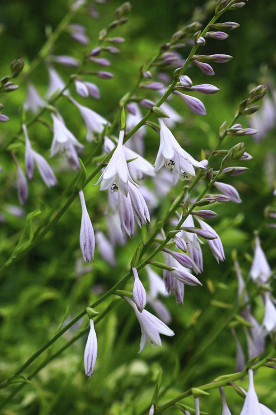 无人,竖图,室外,白天,正面,旅游,度假,花海,花圃,美景,植物,叶子,日本,亚洲,许多,盛开,景观,绿叶,花蕾,娱乐,花,花瓣,花朵,花卉,鲜花,蓝色,绿色,自然,花丛,花田,花苞,花蕊,享受,休闲,嫩叶,景色,放松,生长,成长,自然风光,东亚,本州,关东地方,本州岛,日本国,崎玉,崎玉县,白鹤花,白玉簪,玉春棒,玉簪花,宽和,恬静,叶,叶片,彩图