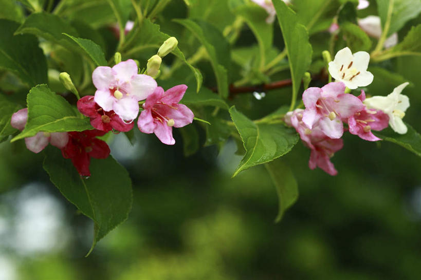 无人,横图,室外,特写,白天,仰视,旅游,度假,花海,花圃,美景,植物,叶子,日本,亚洲,许多,朦胧,模糊,盛开,景观,绿叶,花蕾,娱乐,花,花瓣,花朵,花卉,鲜花,粉色,绿色,自然,花丛,花田,花苞,花蕊,享受,休闲,嫩叶,景色,放松,生长,成长,自然风光,东亚,本州,关东地方,本州岛,日本国,崎玉,崎玉县,叶,叶片,彩图,低角度拍摄