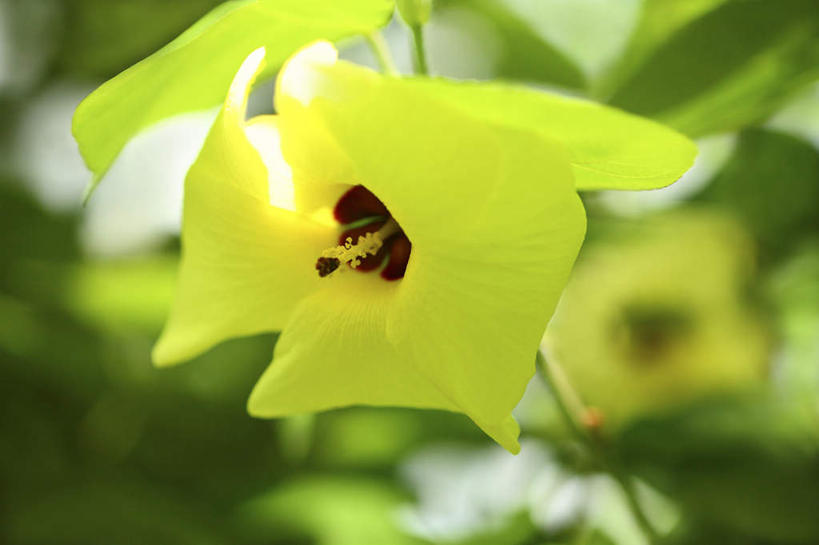 无人,横图,室外,特写,白天,仰视,旅游,度假,美景,植物,叶子,东京,日本,亚洲,许多,朦胧,模糊,盛开,景观,绿叶,娱乐,花,花瓣,花朵,花卉,鲜花,黄色,自然,花蕊,享受,休闲,嫩叶,景色,放松,自然风光,东亚,本州,关东地方,本州岛,日本国,东京都,叶,叶片,彩图,低角度拍摄