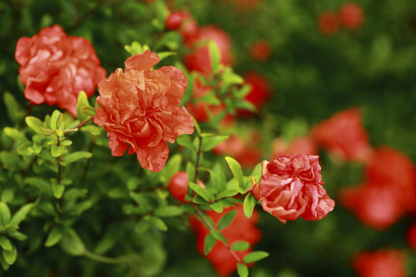 无人,横图,室外,特写,白天,正面,旅游,度假,花海,花圃,美景,植物,叶子,日本,亚洲,许多,朦胧,模糊,盛开,景观,绿叶,花蕾,娱乐,花,花瓣,花朵,花卉,鲜花,红色,绿色,自然,花丛,花田,花苞,花蕊,享受,休闲,嫩叶,景色,放松,生长,成长,自然风光,东亚,本州,关东地方,本州岛,日本国,崎玉,崎玉县,叶,叶片,彩图