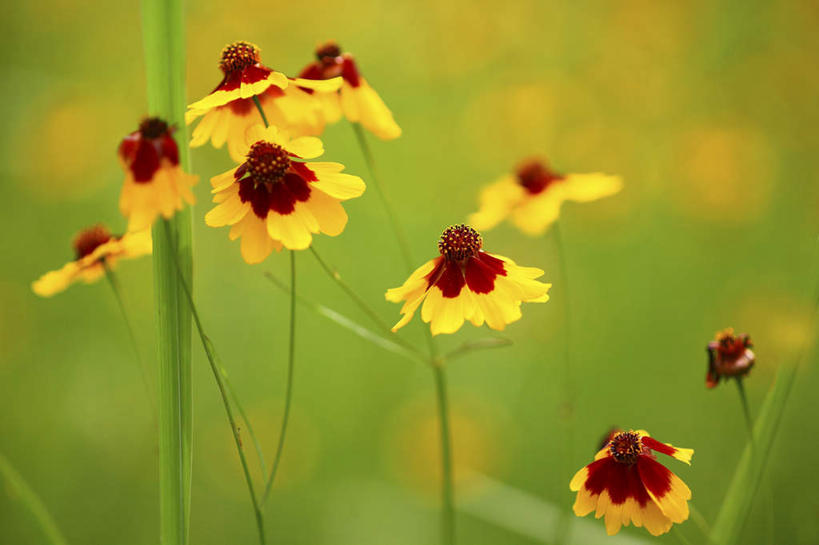 无人,横图,室外,特写,白天,正面,旅游,度假,花海,花圃,美景,植物,叶子,日本,亚洲,许多,朦胧,模糊,盛开,景观,绿叶,花蕾,娱乐,花,花瓣,花朵,花卉,鲜花,黄色,绿色,自然,花丛,花田,花苞,花蕊,享受,休闲,嫩叶,景色,放松,生长,成长,自然风光,东亚,本州,关东地方,本州岛,日本国,金鸡菊,小波斯菊,金钱菊,孔雀菊,崎玉,崎玉县,叶,叶片,彩图
