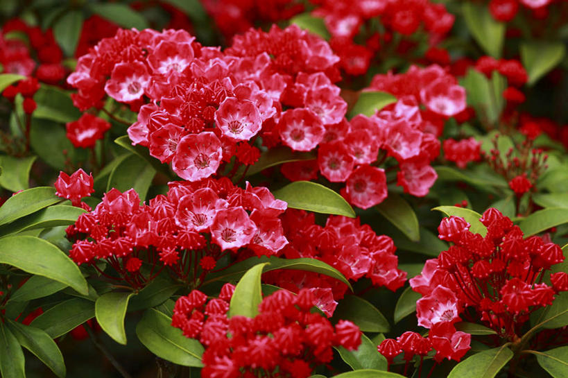 无人,横图,俯视,室外,特写,白天,旅游,度假,花海,花圃,美景,植物,叶子,日本,亚洲,许多,盛开,景观,绿叶,花蕾,娱乐,花,花瓣,花朵,花卉,鲜花,红色,绿色,自然,花丛,花田,花苞,花蕊,享受,休闲,嫩叶,景色,放松,生长,成长,自然风光,东亚,本州,关东地方,本州岛,日本国,崎玉,崎玉县,阔叶山月桂,美洲月桂,山月桂,叶,叶片,彩图,高角度拍摄