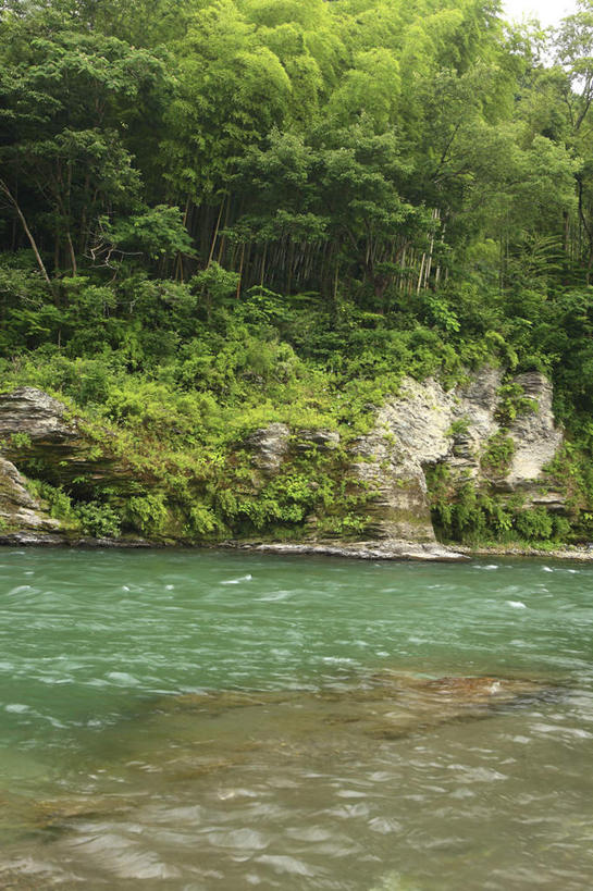 无人,竖图,室外,白天,正面,旅游,度假,河流,美景,森林,树林,水,植物,日本,亚洲,河水,景观,水流,娱乐,树,树木,绿色,小溪,自然,溪水,享受,休闲,景色,放松,生长,成长,自然风光,东亚,本州,关东地方,本州岛,日本国,崎玉,崎玉县,彩图