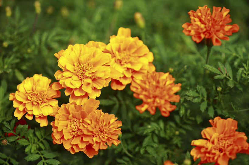 无人,横图,俯视,室外,特写,白天,旅游,度假,花海,花圃,美景,植物,叶子,日本,亚洲,许多,朦胧,模糊,盛开,景观,绿叶,花蕾,娱乐,花,花瓣,花朵,花卉,鲜花,黄色,绿色,自然,花丛,花田,花苞,花蕊,享受,休闲,嫩叶,景色,放松,生长,成长,自然风光,东亚,本州,关东地方,本州岛,日本国,崎玉,崎玉县,金盏花,叶,叶片,彩图,高角度拍摄