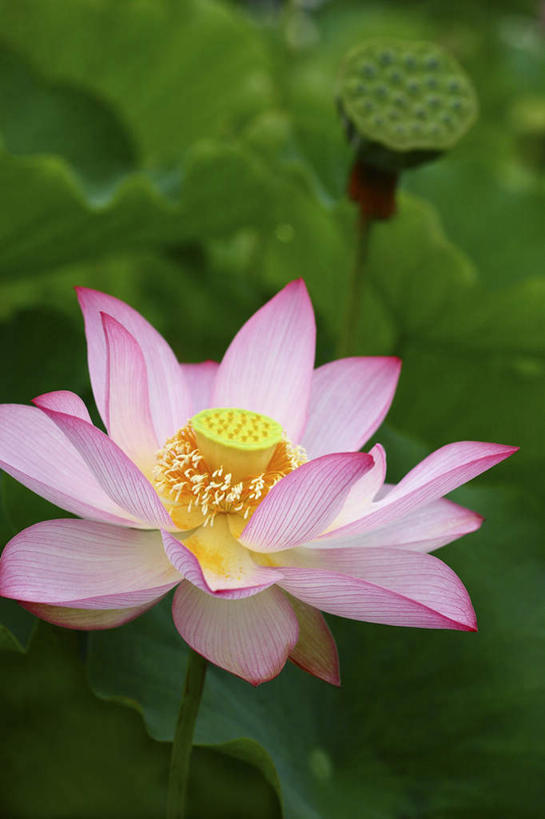 无人,竖图,俯视,室外,特写,白天,旅游,度假,纯洁,美景,植物,莲花,叶子,日本,亚洲,朦胧,模糊,景观,绿叶,花蕾,娱乐,花瓣,花朵,花卉,鲜花,一朵,粉色,自然,花苞,享受,休闲,嫩叶,景色,放松,富贵,神圣,自然风光,东亚,纯净,本州,关东地方,本州岛,日本国,崎玉,崎玉县,六月花神,正直,荷花,六月春,藕花,水芙蓉,叶,叶片,彩图,高角度拍摄