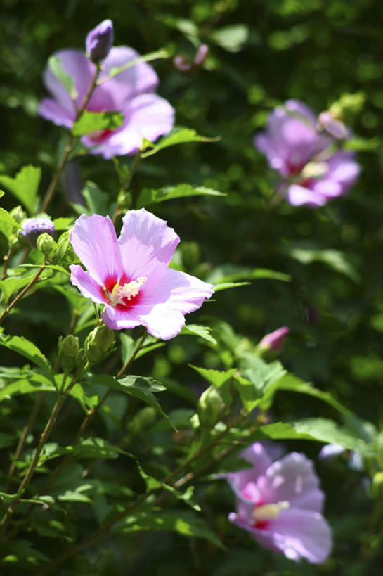 无人,竖图,俯视,室外,特写,白天,旅游,度假,花海,花圃,美景,植物,叶子,日本,亚洲,许多,阴影,朦胧,模糊,盛开,光线,影子,景观,绿叶,木槿,木槿花,美丽,花蕾,娱乐,花,花瓣,花朵,花卉,鲜花,蓝色,绿色,阳光,自然,花丛,花田,花苞,花蕊,享受,休闲,嫩叶,景色,放松,生长,成长,坚韧,自然风光,东亚,本州,关东地方,本州岛,日本国,永恒,崎玉,崎玉县,质朴,无穷花,叶,叶片,彩图,高角度拍摄
