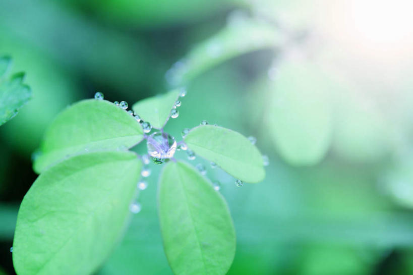 无人,横图,俯视,室外,特写,白天,旅游,度假,美景,水,植物,露水,叶子,日本,亚洲,阴影,朦胧,模糊,透明,光线,液体,影子,景观,水滴,绿叶,娱乐,水珠,绿色,阳光,自然,露珠,享受,休闲,嫩叶,景色,放松,生机,剔透,自然风光,东亚,本州,本州岛,日本国,中国地方,灵动,通明,鸟取,鸟取县,叶,叶片,彩图,高角度拍摄,晶莹