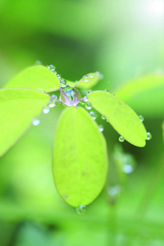 无人,竖图,俯视,室外,特写,白天,旅游,度假,美景,水,植物,露水,叶子,日本,亚洲,阴影,朦胧,模糊,透明,光线,液体,影子,景观,水滴,绿叶,娱乐,水珠,绿色,阳光,自然,露珠,享受,休闲,嫩叶,景色,放松,生机,剔透,自然风光,东亚,本州,本州岛,日本国,中国地方,灵动,通明,鸟取,鸟取县,叶,叶片,彩图,高角度拍摄,晶莹
