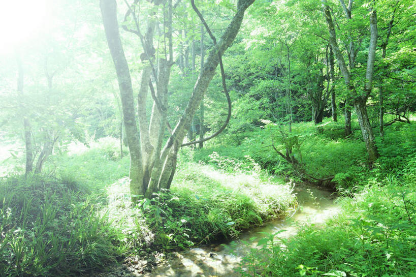 无人,横图,室外,白天,正面,旅游,度假,草地,草坪,美景,植物,日本,亚洲,阴影,光线,影子,景观,娱乐,草,树,树木,绿色,阳光,自然,享受,休闲,景色,放松,生长,成长,自然风光,东亚,本州,本州岛,日本国,中国地方,鸟取,鸟取县,彩图