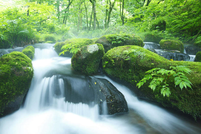 无人,横图,室外,白天,正面,长时间曝光,旅游,度假,河流,美景,森林,树林,水,植物,日本,亚洲,阴影,朦胧,模糊,光线,影子,河水,景观,水流,娱乐,树,树木,绿色,小溪,阳光,自然,溪水,享受,休闲,景色,放松,生长,成长,自然风光,东亚,本州,本州岛,日本国,中国地方,鸟取,鸟取县,彩图