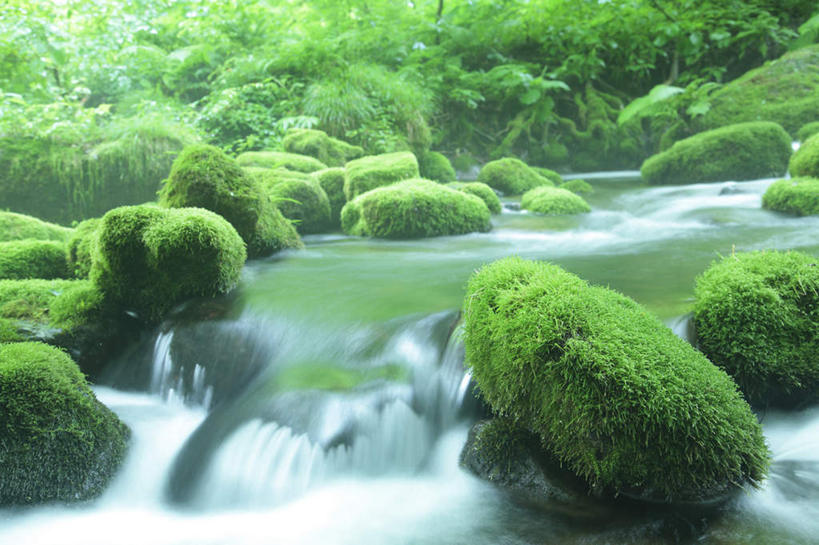无人,横图,室外,白天,正面,长时间曝光,旅游,度假,河流,石头,美景,森林,树林,水,植物,日本,亚洲,阴影,朦胧,模糊,光线,石子,影子,河水,景观,水流,娱乐,树,树木,绿色,小溪,阳光,自然,溪水,享受,休闲,景色,放松,生长,成长,自然风光,东亚,本州,本州岛,日本国,中国地方,鸟取,鸟取县,石块,岩石,彩图