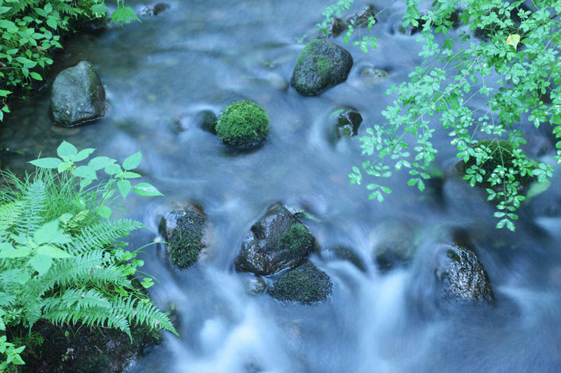 无人,横图,俯视,室外,白天,旅游,度假,河流,石头,美景,森林,树林,水,植物,叶子,日本,亚洲,石子,河水,景观,水流,绿叶,娱乐,树,树木,绿色,小溪,自然,溪水,享受,休闲,嫩叶,景色,放松,生长,成长,自然风光,东亚,本州,本州岛,日本国,中国地方,鸟取,鸟取县,叶,叶片,石块,岩石,彩图,高角度拍摄