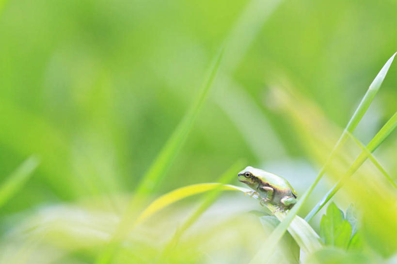 无人,坐,横图,室外,特写,白天,正面,旅游,度假,草地,草坪,美景,植物,青蛙,野生动物,日本,亚洲,朦胧,模糊,景观,娱乐,草,一只,绿色,自然,动物,享受,休闲,景色,放松,可爱,活泼,自然风光,东亚,本州,本州岛,日本国,中国地方,鸟取,鸟取县,坐着,彩图,全身