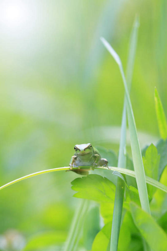 无人,坐,竖图,室外,特写,白天,正面,旅游,度假,草地,草坪,美景,植物,青蛙,野生动物,日本,亚洲,朦胧,模糊,景观,娱乐,草,一只,绿色,自然,动物,享受,休闲,景色,放松,可爱,活泼,自然风光,东亚,本州,本州岛,日本国,中国地方,鸟取,鸟取县,坐着,彩图,全身