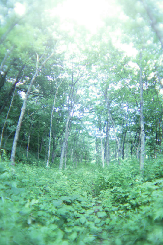 无人,竖图,室外,白天,仰视,旅游,度假,草地,草坪,美景,植物,日本,亚洲,景观,云,云朵,云彩,娱乐,草,树,树木,蓝色,绿色,白云,蓝天,天空,自然,天,享受,休闲,景色,放松,生长,成长,自然风光,东亚,本州,本州岛,日本国,中国地方,鸟取,鸟取县,彩图,低角度拍摄