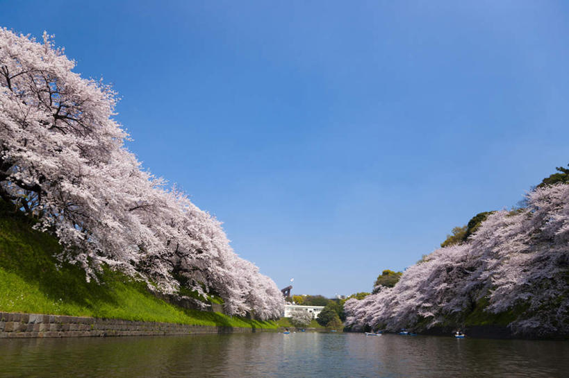 无人,横图,室外,白天,正面,旅游,度假,幸福,纯洁,河流,美景,水,植物,樱花,日本,亚洲,许多,阴影,盛开,光线,影子,河水,景观,水流,娱乐,花,花瓣,花朵,花卉,鲜花,粉色,蓝色,蓝天,天空,阳光,自然,天,花蕊,享受,休闲,景色,放松,晴朗,等待,生命,自然风光,东亚,万里无云,日本国,仙樱花,福岛樱,青肤樱,高尚,热烈,晴空,晴空万里,荆桃,彩图