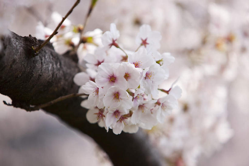 无人,横图,室外,白天,正面,旅游,度假,幸福,纯洁,花海,花圃,美景,植物,樱花,叶子,日本,亚洲,朦胧,模糊,盛开,景观,花蕾,娱乐,花,花瓣,花朵,花卉,鲜花,树,树木,树枝,粉色,绿色,自然,花丛,花束,花田,花苞,花蕊,享受,休闲,景色,放松,生长,成长,等待,生命,自然风光,东亚,日本国,仙樱花,福岛樱,青肤樱,高尚,热烈,荆桃,彩图