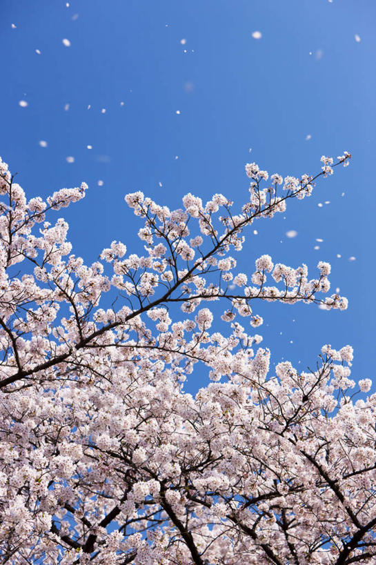 无人,竖图,室外,白天,仰视,旅游,度假,幸福,纯洁,美景,植物,樱花,东京,日本,亚洲,许多,盛开,景观,娱乐,花,花瓣,花朵,花卉,鲜花,树,树木,粉色,蓝色,绿色,蓝天,天空,自然,天,花蕊,享受,休闲,景色,放松,生长,晴朗,成长,等待,生命,自然风光,东亚,本州,万里无云,关东地方,本州岛,日本国,东京都,仙樱花,福岛樱,青肤樱,高尚,热烈,晴空,晴空万里,荆桃,彩图,低角度拍摄