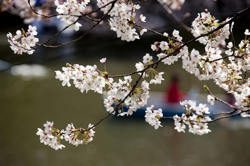 无人,横图,室外,特写,白天,仰视,旅游,度假,幸福,纯洁,花海,花圃,美景,植物,樱花,叶子,东京,日本,亚洲,盛开,景观,花蕾,娱乐,花,花瓣,花朵,花卉,鲜花,树,树木,粉色,绿色,自然,花丛,花束,花田,花苞,花蕊,享受,休闲,景色,放松,生长,成长,等待,生命,自然风光,东亚,本州,关东地方,本州岛,日本国,东京都,仙樱花,福岛樱,青肤樱,高尚,热烈,荆桃,彩图,低角度拍摄