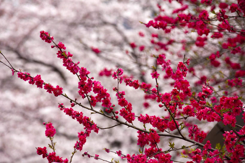 无人,横图,室外,特写,白天,仰视,旅游,度假,美景,植物,东京,日本,亚洲,许多,朦胧,模糊,盛开,景观,梅花,娱乐,花,花瓣,花朵,花卉,鲜花,树,树木,粉色,绿色,自然,花蕊,享受,休闲,景色,放松,生长,成长,高雅,坚强,自然风光,东亚,本州,关东地方,本州岛,日本国,东京都,梅,彩图,低角度拍摄