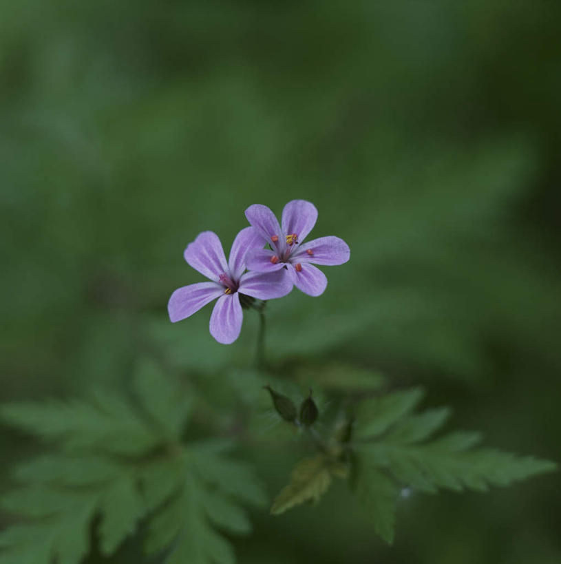 无人,竖图,俯视,室外,白天,旅游,度假,花海,花圃,美景,植物,叶子,日本,亚洲,朦胧,模糊,盛开,景观,绿叶,花蕾,娱乐,花,花瓣,花朵,花卉,鲜花,两朵,蓝色,绿色,自然,花丛,花田,花苞,花蕊,享受,休闲,嫩叶,景色,放松,生长,成长,自然风光,东亚,日本国,突节老鹳草,叶,叶片,彩图,高角度拍摄
