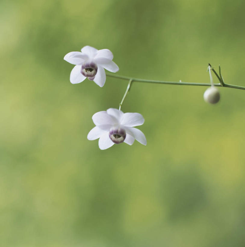 无人,竖图,俯视,室外,特写,白天,旅游,度假,美景,植物,叶子,日本,亚洲,朦胧,模糊,盛开,景观,绿叶,枝条,花蕾,娱乐,花,花瓣,花朵,鲜花,树,树木,树枝,两朵,白色,自然,花苞,花蕊,享受,休闲,嫩叶,景色,放松,自然风光,东亚,日本国,莲花升麻,虬枝,枝杈,叶,叶片,彩图,高角度拍摄