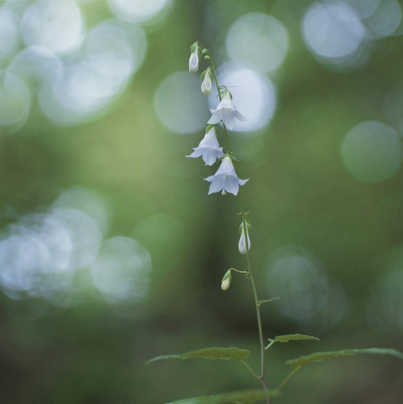 无人,竖图,室外,特写,白天,正面,旅游,度假,美景,植物,叶子,日本,亚洲,许多,朦胧,模糊,盛开,景观,绿叶,枝条,花蕾,娱乐,花,花瓣,花朵,鲜花,树,树木,树枝,蓝色,自然,花苞,花蕊,享受,休闲,嫩叶,景色,放松,自然风光,东亚,日本国,薄叶荠苨,虬枝,枝杈,叶,叶片,彩图