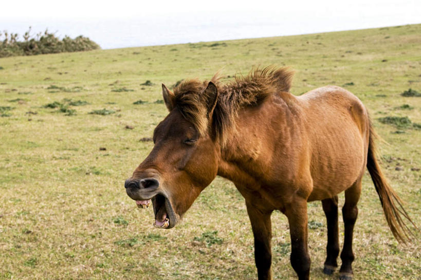 无人,站,横图,室外,白天,正面,旅游,度假,草地,草坪,美景,植物,马,野生动物,北海道,日本,亚洲,一头,地平线,景观,云,云朵,辽阔,棕色,地面,云彩,娱乐,草,树,树木,蓝色,绿色,白云,蓝天,天空,自然,动物,天,站着,张嘴,享受,休闲,广阔,景色,放松,运输,牲畜,生长,成长,一望无际,自然风光,延伸,张大嘴巴,东亚,日本国,天地相交,北海道地方,北海道岛,无边无际,一马平川,张开嘴,站立,半身,彩图