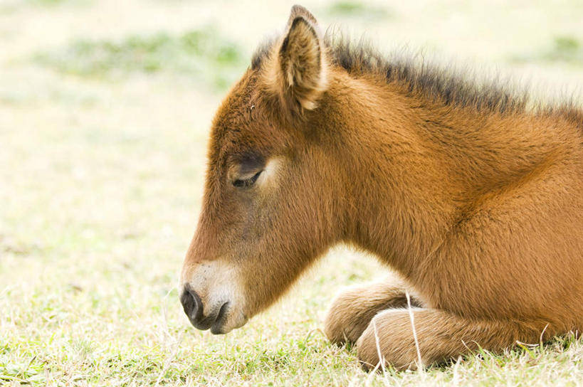 无人,坐,横图,室外,特写,白天,侧面,旅游,度假,草地,草坪,美景,植物,马,野生动物,日本,亚洲,一头,朦胧,模糊,景观,棕色,娱乐,冲绳,草,树,树木,绿色,自然,动物,享受,休闲,景色,放松,运输,牲畜,生长,成长,冲绳县,自然风光,东亚,琉球群岛,日本国,九州地方,坐着,半身,彩图