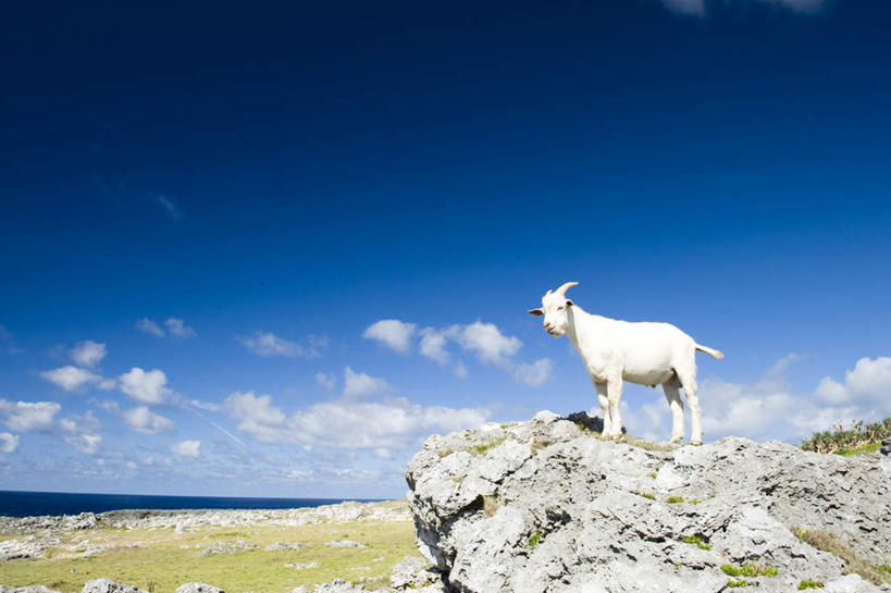 无人,站,横图,室外,白天,侧面,旅游,度假,草地,草坪,海浪,海洋,石头,美景,植物,羊,日本,亚洲,一头,石子,景观,浪花,水平线,云,云朵,辽阔,海平线,云彩,娱乐,冲绳,草,蓝色,绿色,白色,白云,蓝天,天空,自然,海水,动物,天,站着,享受,休闲,广阔,家畜,景色,放松,牲畜,晴朗,一望无际,冲绳县,自然风光,海景,东亚,琉球群岛,日本国,九州地方,无边无际,一马平川,大海,风浪,海,海水的波动,近岸浪,石块,岩石,涌浪,晴空,绵羊,站立,彩图,全身,水天相接,水天一线