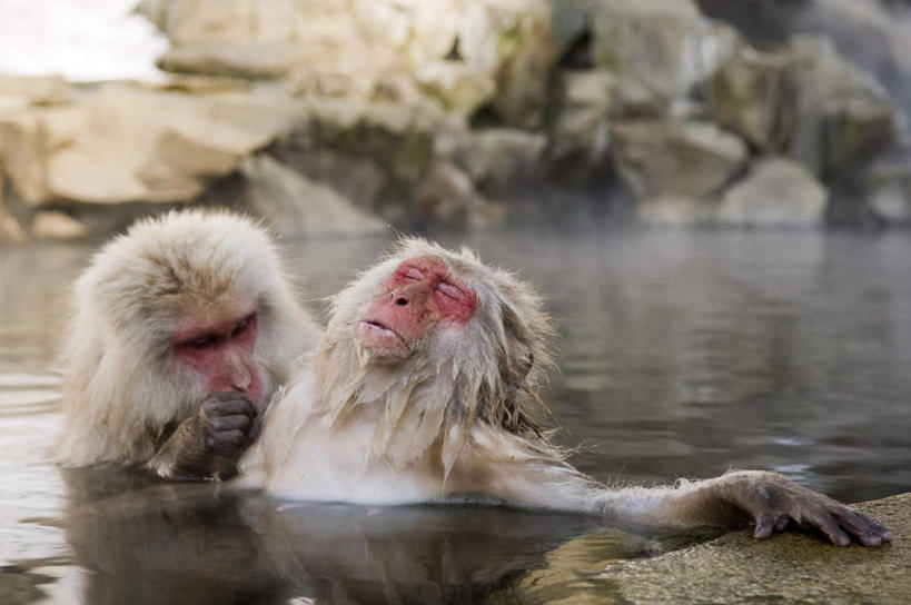 无人,坐,闭眼,横图,室外,白天,正面,石头,温泉,雾,野生动物,猴子,长野县,日本,沸腾,蒸汽,石子,液体,水蒸气,雾气,动物,两只,温暖,可爱,泉水,活泼,温和,气体,猕猴,日本猕猴,本州,本州岛,日本国,中部地方,长野,蒸发,地热,石块,岩石,闭眼睛,闭着眼,闭着眼睛,坐着,半身,彩图,地狱谷,地狱谷温泉,地狱谷野猿公苑