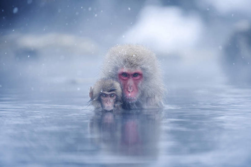 无人,坐,横图,室外,白天,正面,石头,温泉,雾,野生动物,猴子,长野县,日本,沸腾,蒸汽,石子,液体,水蒸气,雾气,动物,两只,温暖,可爱,泉水,活泼,温和,气体,猕猴,日本猕猴,本州,本州岛,日本国,中部地方,长野,蒸发,地热,石块,岩石,坐着,半身,彩图,地狱谷,地狱谷温泉,地狱谷野猿公苑