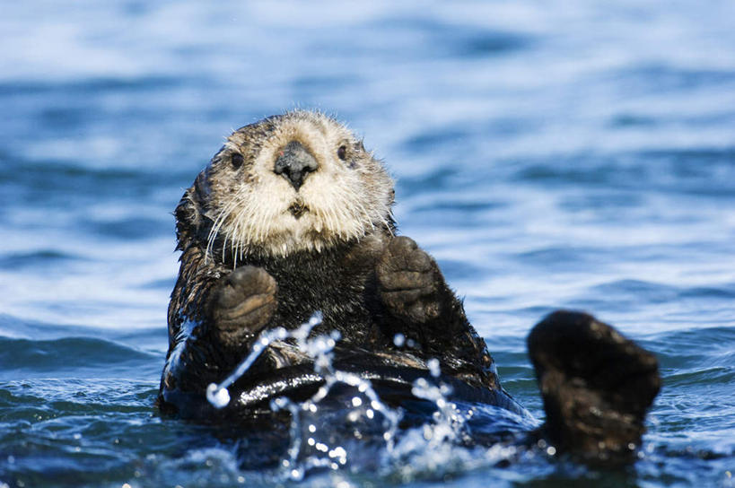 无人,高楼大厦,横图,室外,白天,正面,旅游,度假,海浪,海洋,美景,城市,建筑,摩天大楼,美国,一头,漂浮,景观,浪花,注视,娱乐,黑色,自然,海水,观察,看,享受,休闲,景色,放松,观看,察看,北美,北美洲,关注,加利福尼亚,自然风光,美洲,海景,伊利诺斯州,芝加哥,加州,加利福尼亚州,金州,黄金州,世界屠猪城,巨肩之城,劳动之城,伊利诺伊,伊利诺伊州,伊利诺州,芝加哥市,芝城,林肯之地,北亚美利加洲,亚美利加洲,水塔大厦,大海,风浪,海,海水的波动,近岸浪,涌浪,半身,彩图,大楼,高层建筑,高楼,摩天楼