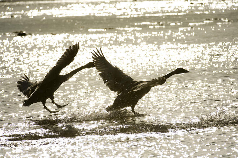 无人,站,横图,室外,白天,正面,旅游,度假,海浪,海洋,美景,日落,鸟,野生动物,天鹅,北海道,日本,亚洲,伸展,张开,展翅,翅膀,鸟类,景观,浪花,晚霞,霞光,注视,娱乐,白色,自然,海水,黄昏,动物,观察,看,站着,两只,享受,休闲,景色,彩霞,放松,可爱,观看,察看,关注,自然风光,海景,东亚,张开翅膀,日本国,北海道地方,北海道岛,展开翅膀,大海,风浪,海,海水的波动,近岸浪,涌浪,夕阳,鹄,站立,彩图,全身