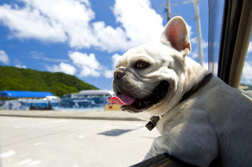 无人,坐,横图,室外,白天,侧面,植物,窗户,道路,路,公路,宠物,狗,日本,亚洲,云,云朵,交通,沙皮狗,云彩,冲绳,玻璃窗,树,树木,一只,蓝色,绿色,白云,蓝天,天空,自然,动物,车窗,天,可爱,生长,晴朗,成长,冲绳县,东亚,忠诚,琉球群岛,日本国,九州地方,沙皮,沙皮犬,晴空,马路,犬,坐着,半身,彩图