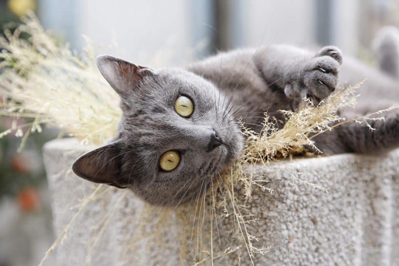 无人,躺,横图,室外,特写,白天,正面,植物,道路,街道,路,公路,宠物,猫,阴影,枯萎,朦胧,模糊,光线,影子,枯草,交通,注视,草,一只,黄色,灰色,阳光,动物,观察,看,可爱,观看,察看,关注,猫咪,卧着,马路,躺着,卧,半身,彩图