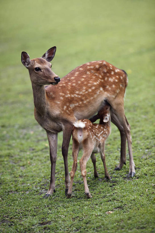 无人,站,竖图,俯视,室外,白天,旅游,度假,草地,草坪,美景,植物,哺乳动物,鹿,野生动物,奈良县,日本,亚洲,弯腰,斑点,景观,注视,娱乐,草,绿色,自然,动物,观察,看,站着,两只,享受,休闲,景色,放松,可爱,活泼,观看,察看,关注,自然风光,东亚,本州,本州岛,日本国,近畿地方,奈良,近畿,弯身,站立,彩图,高角度拍摄,全身