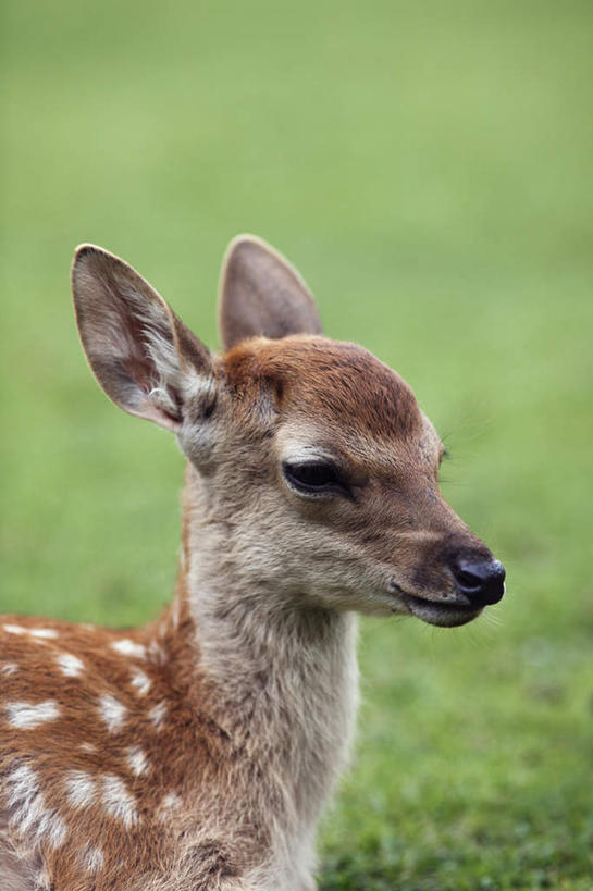 无人,站,竖图,室外,白天,正面,旅游,度假,草地,草坪,美景,植物,哺乳动物,鹿,野生动物,奈良县,日本,亚洲,斑点,景观,注视,娱乐,草,一只,绿色,自然,动物,观察,看,站着,享受,休闲,景色,放松,可爱,活泼,观看,察看,关注,自然风光,东亚,本州,本州岛,日本国,近畿地方,奈良,近畿,站立,半身,彩图