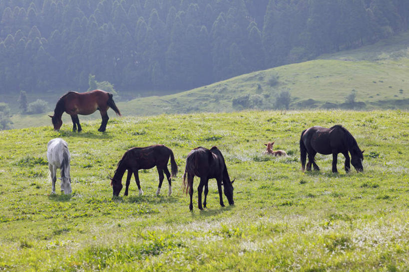 无人,站,横图,室外,白天,侧面,旅游,度假,草地,草坪,美景,森林,树林,植物,马,野生动物,日本,亚洲,许多,阴影,光线,影子,景观,注视,娱乐,草,树,树木,绿色,阳光,自然,动物,观察,看,站着,享受,休闲,景色,放松,运输,牲畜,生长,成长,观看,察看,关注,自然风光,东亚,日本国,九州本岛,九州,九州岛,九州地方,熊本,熊本县,站立,彩图,全身