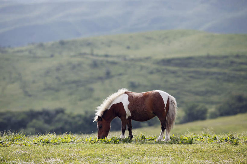 无人,站,横图,室外,白天,侧面,旅游,度假,草地,草坪,美景,植物,马,野生动物,日本,亚洲,弯腰,景观,棕色,注视,娱乐,草,一只,绿色,自然,动物,观察,看,站着,享受,休闲,景色,放松,运输,牲畜,观看,察看,关注,自然风光,东亚,日本国,九州本岛,九州,九州岛,九州地方,熊本,熊本县,弯身,站立,彩图,全身