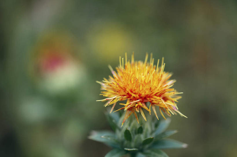 无人,横图,俯视,室外,特写,白天,爱情,旅游,度假,美景,植物,叶子,奈良县,日本,亚洲,朦胧,模糊,盛开,景观,绿叶,草药,药草,娱乐,中药,花,花瓣,花朵,花卉,鲜花,一朵,黄色,自然,红花,花蕊,享受,休闲,嫩叶,菊花,景色,放松,吉祥,自然风光,药材,中草药,东亚,中药材,本草,本州,本州岛,日本国,近畿地方,奈良,近畿,高洁,杜红花,长寿,怀恋,清净,真情,寿客,秋菊,草红,草红花,叶,叶片,彩图,高角度拍摄