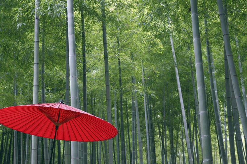 无人,横图,室外,特写,白天,仰视,旅游,度假,幸福,纯洁,美景,森林,树林,植物,竹子,京都,日本,亚洲,一把,伞,雨伞,纸伞,景观,古典,油纸伞,文化,娱乐,阳伞,树,树木,红色,绿色,自然,享受,休闲,景色,放松,京都府,生长,成长,纪念,吉祥,高雅,自然风光,古朴,东亚,本州,本州岛,日本国,近畿地方,近畿,奉献,质朴,正直,担当,平安,竹,彩图,低角度拍摄,奋进,操守,四君子,岁寒三友,性坚,虚怀,虚心,善群,卓尔