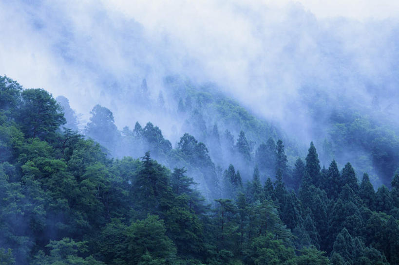 无人,横图,俯视,室外,白天,旅游,度假,美景,森林,树林,植物,雾,日本,亚洲,朦胧,模糊,景观,娱乐,树,树木,绿色,自然,享受,休闲,景色,放松,生长,成长,迷雾,自然风光,东亚,本州,本州岛,日本国,中部地方,岐阜,岐阜县,大雾,彩图,高角度拍摄