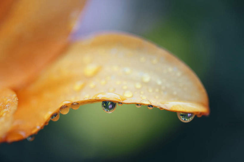 无人,横图,室外,特写,白天,正面,旅游,度假,美景,水,植物,露水,百合花,长野县,日本,亚洲,朦胧,模糊,盛开,透明,液体,景观,水滴,娱乐,水珠,花,花瓣,花朵,花卉,鲜花,一朵,自然,露珠,花蕊,享受,休闲,橙色,景色,放松,生机,剔透,自然风光,东亚,本州,本州岛,日本国,中部地方,长野,强瞿,灵动,通明,百合蒜,倒仙,番韭,山丹,彩图,晶莹