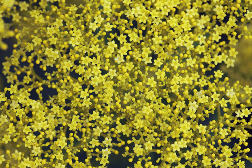 无人,横图,俯视,室外,白天,旅游,度假,花海,花圃,美景,叶子,京都,日本,亚洲,许多,阴影,朦胧,模糊,盛开,光线,影子,景观,绿叶,花蕾,娱乐,花,花瓣,花朵,花卉,鲜花,黄色,阳光,自然,花丛,花田,花苞,花蕊,享受,休闲,嫩叶,景色,放松,京都府,自然风光,东亚,本州,本州岛,日本国,近畿地方,近畿,叶,叶片,彩图,高角度拍摄