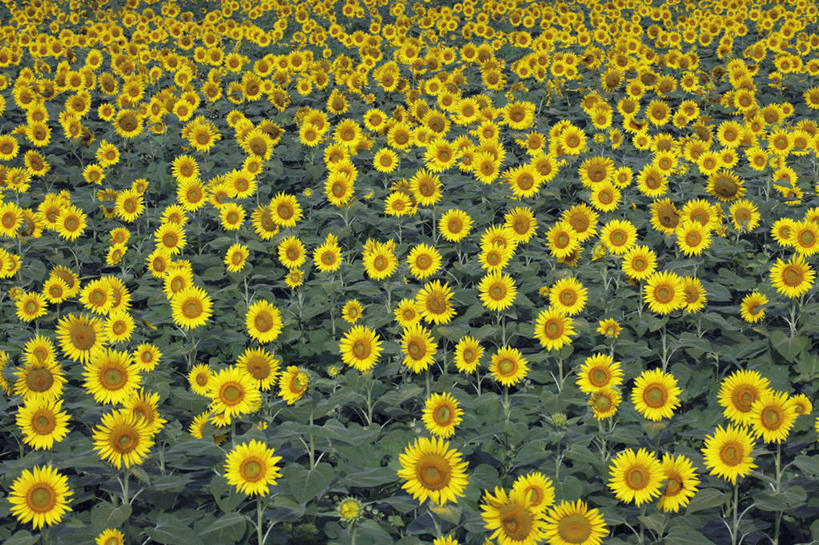 无人,横图,俯视,室外,白天,爱情,旅游,度假,幸福,花海,花圃,美景,太阳,植物,向日葵,叶子,日本,亚洲,许多,盛开,景观,绿叶,花蕾,娱乐,花,花瓣,花朵,花卉,鲜花,黄色,绿色,自然,花丛,花田,花苞,花蕊,享受,休闲,嫩叶,景色,放松,生长,成长,自然风光,光辉,东亚,沉默,忠诚,本州,本州岛,日本国,中部地方,山梨,山梨县,勇敢,投缘,爱慕,高傲,朝阳花,葵花,望日莲,向阳花,转日莲,叶,叶片,彩图,高角度拍摄